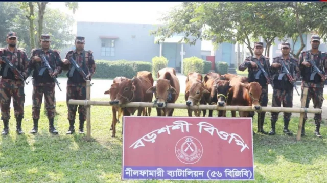 পঞ্চগড় সীমান্তে ভারতীয় গরু আটক