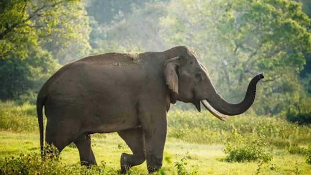 নাইক্ষ্যংছড়িতে বন্যহাতির আক্রমণে রাবার শ্রমিক নিহত