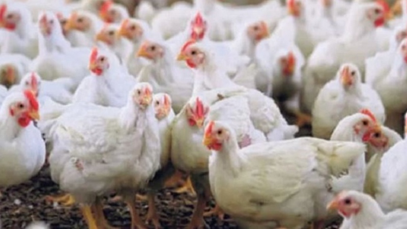 একসঙ্গে অনেক মুরগি জবাইয়ের ক্ষেত্রে বিসমিল্লাহ বলার বিধান